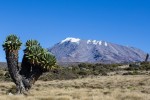 cactus-kilimandjaro